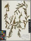 Foto von Salix arbusculoides Andersson